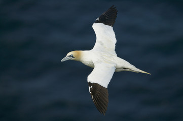 Northern Gannet (Morus bassanus)