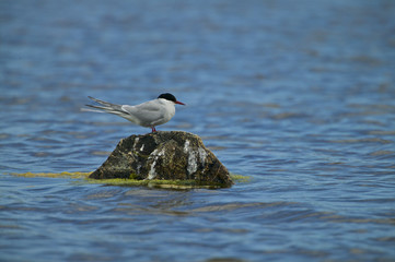 Arctic Tern (Sterna paradisea)