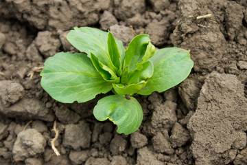 Broad beans seedling in vegetable garden