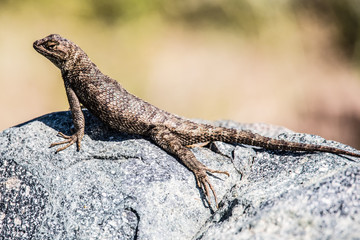 Lounging Lizard