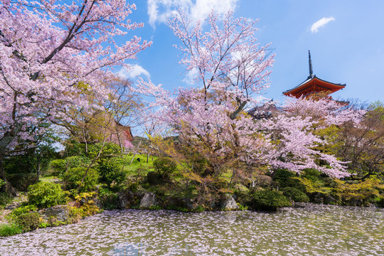 京都　清水寺の三重塔と桜