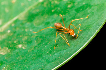 Ant on leaf
