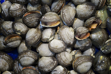 shellfish 