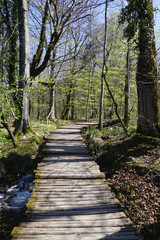 Obraz premium beautiful landscape along the way in Plitvice lake national park