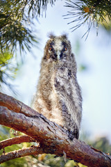 Small baby owl in the forest