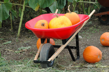 Pumpkins displayed on a farm for halloween sales.