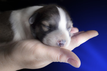 Newborn puppy in the palm of your hand