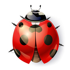 ladybug isolated on white. top view. vector illustration