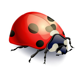 red ladybug isolated on white. realistic vector illustration
