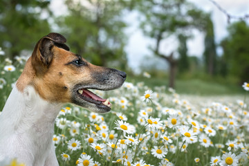 Fox terrier young dog sitting on the green field chamomiles and daisy field.
