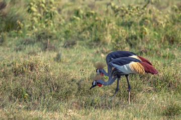 Crowned Crane or Balearica pavonina