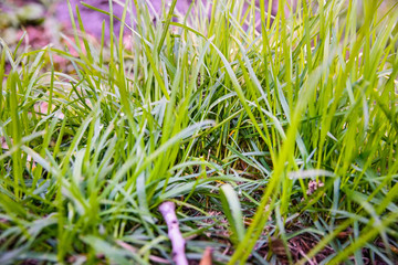 Juicy grass on sunny day