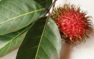 Rambutan. Fruit with yellow red color and hair. Native to the Indonesian region. The tropical fruit is juicy and sweet.