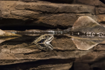 Water dragon in captivity at the National Aquarium in Baltimore, MD
