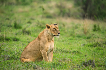 Closeup of lioness