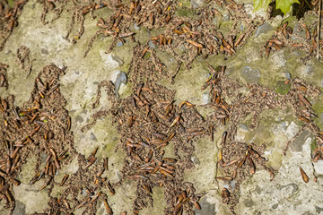 Close up stone surface with dry catkins on it