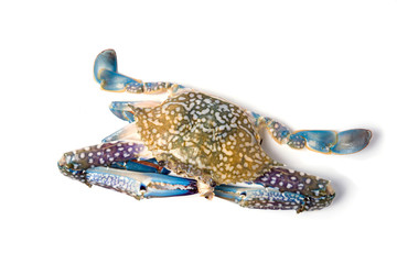 horse crab on isolate