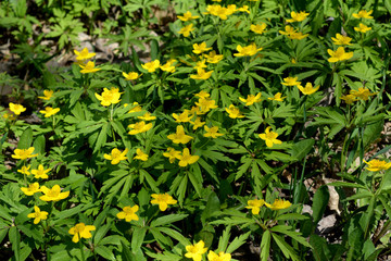 Yellow anemone flowers (Anemone ranunculoides). Spring blossom in the forest.