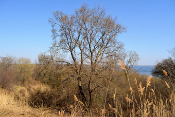 Landscape with trees, dry herbs and river on the background in early spring