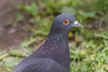 Dove