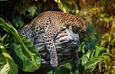 Fototapeta na wymiar A sleeping leopard in a tree in the green tropical forest on a Sunny day. The horizontal frame.