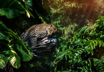 A sleeping leopard in a tree in the green tropical forest on a Sunny day.