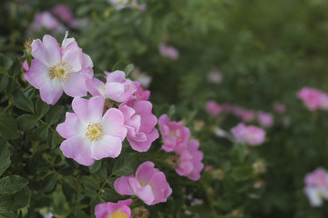 Rose garden over green. Fields of tearose on evening light. Pink tea roses on the bush in the garden.