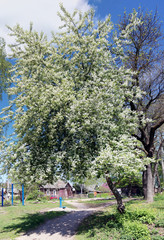 The blossoming white bird cherry tree