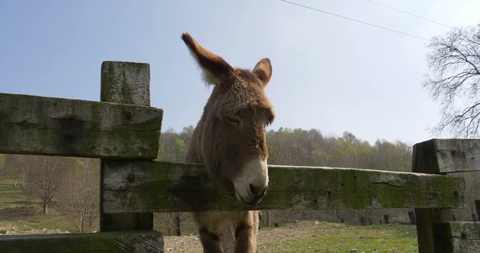 A donkey looking over a fence
