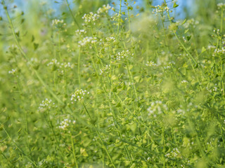 green meadow closeup