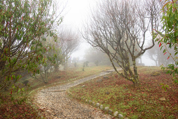 Fototapeta na wymiar Nature background in Alishan National Park, Taiwan on a wet and foggy morning
