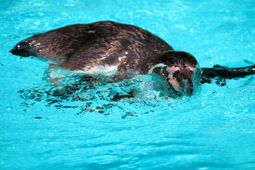 Obraz premium フンボルトペンギン 爽快