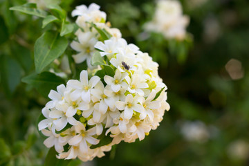 Philippine national flower is the gardenia flower glass or Sampaguita Jasmine flowers
