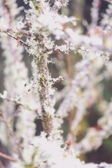 Nature background in Alishan National Park, Taiwan on a wet and foggy morning