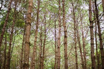 Fototapeta premium Pine tree forest in Asia