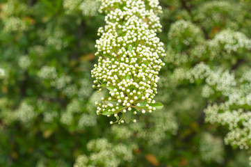 Obraz premium A branch of a white buds flowers on the blurred green background