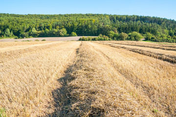 Autumnal stubble field with rows of straw in the sunshine