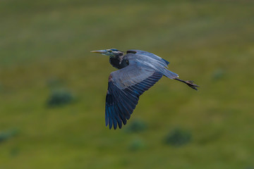 Great Blue Heron flying by