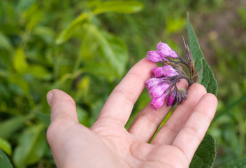 Close up image of purple little flower on woman hand in the garden