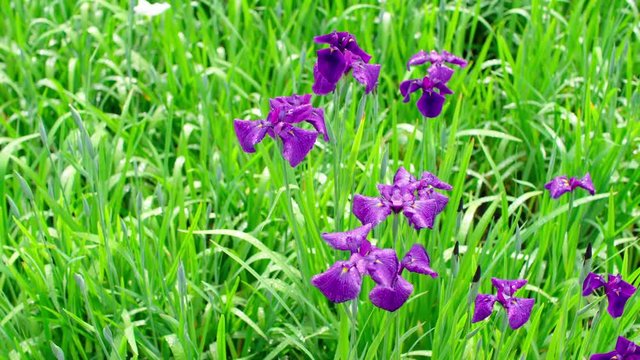 Japanese style garden. Iris flowers in bloom.
