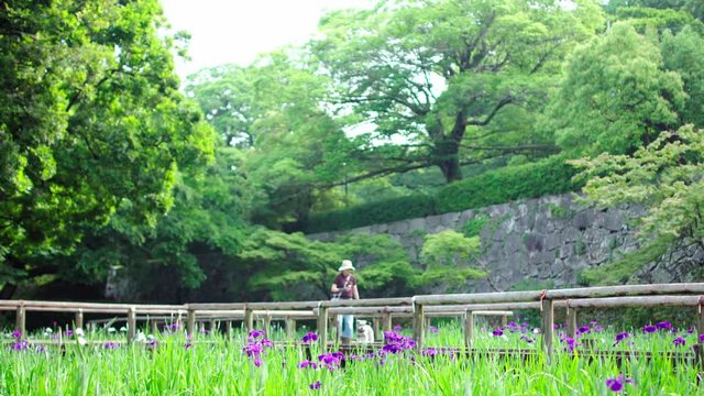 Japanese style garden. Iris flowers and bridge.
