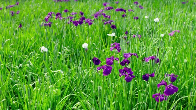 Japanese style garden. Iris flowers in bloom.
