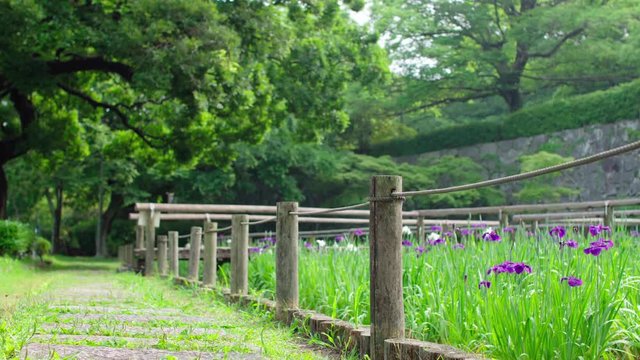 Japanese style garden. Iris flowers and bridge.
