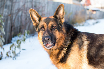 Dog german shepherd in a village in a winter