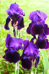 Fototapeta na wymiar A group of beautiful Deep Purple Irises in the garden