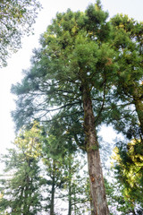 Nature background in Alishan National Park, Taiwan on a wet and foggy morning
