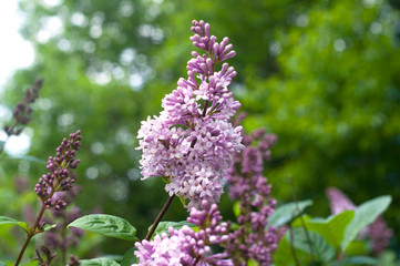 Beautiful purple lilac flowers outdoors