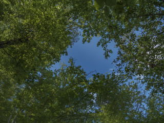 green forest sky shoot. blue sky