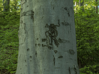 tree bark texture closeup