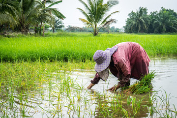 rice farmer